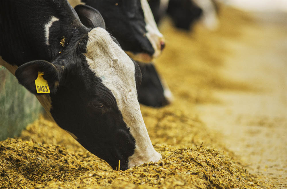 Dairy cattle feeding