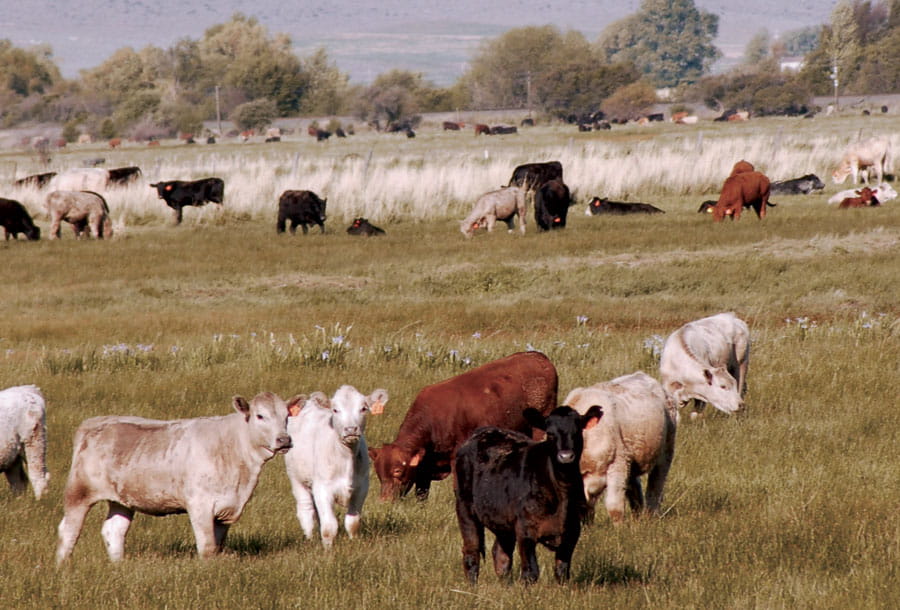 Cattle