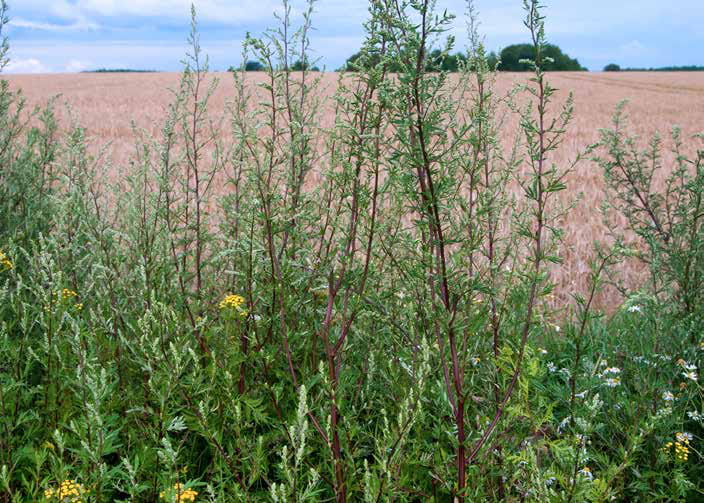 controlling_weeds