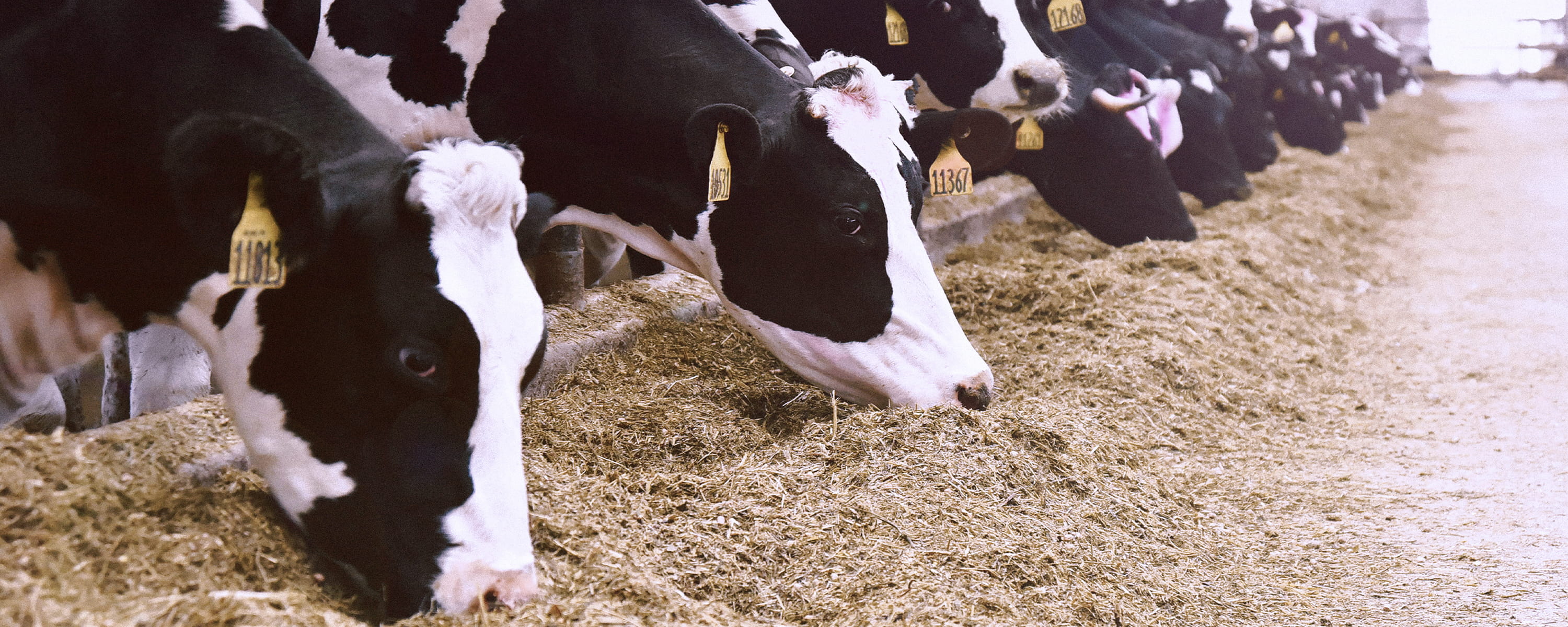 dairy