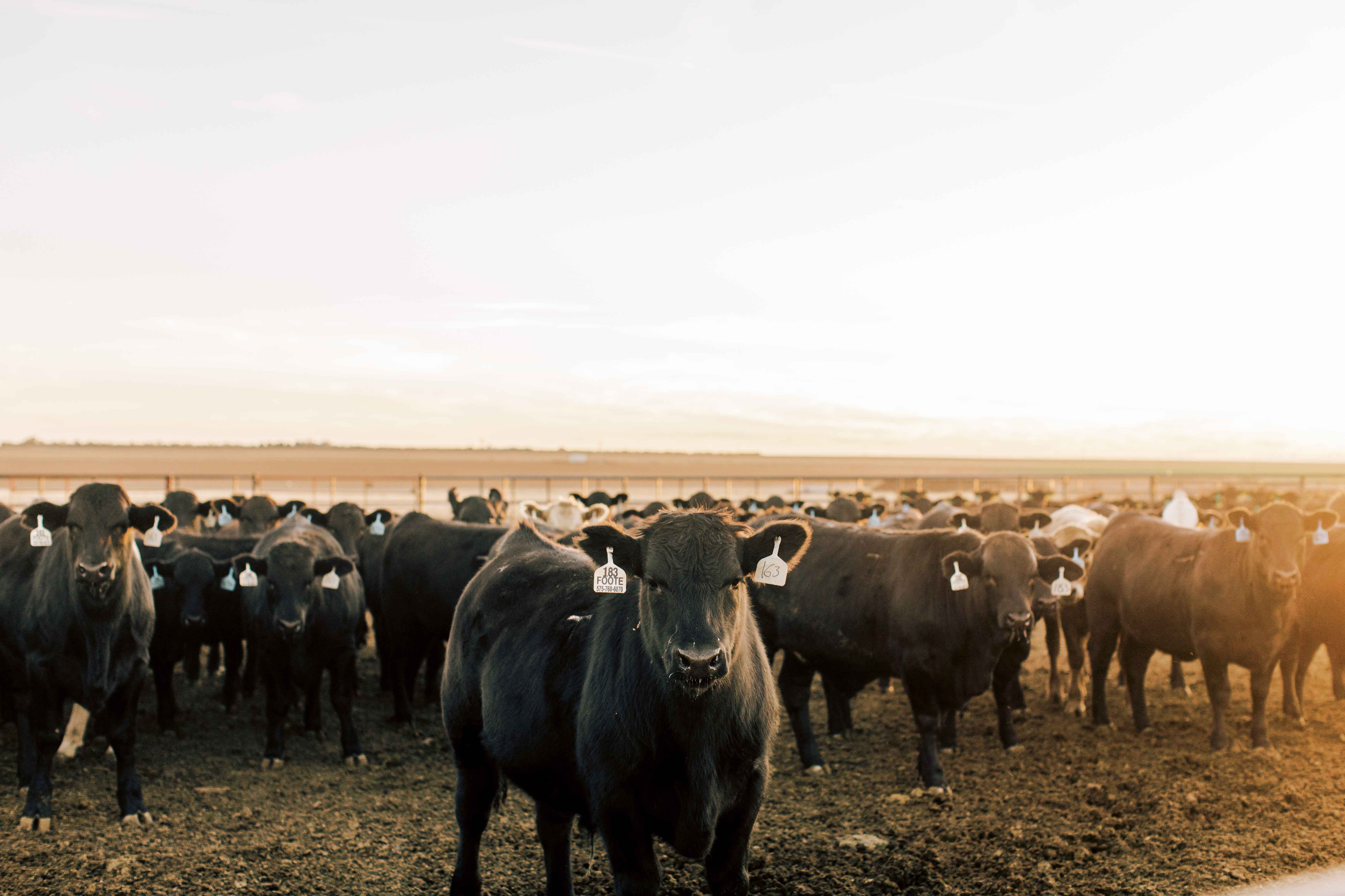 cows  on farm