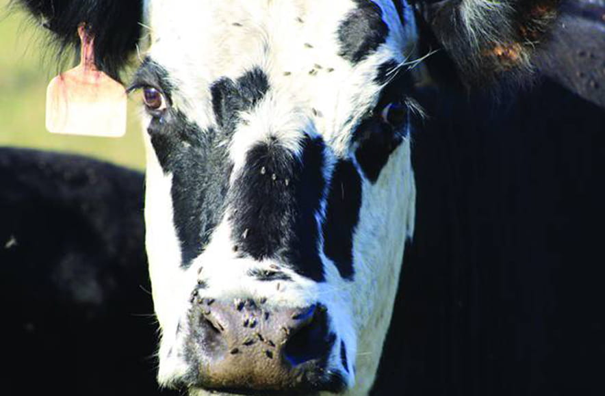 Cow_Flies